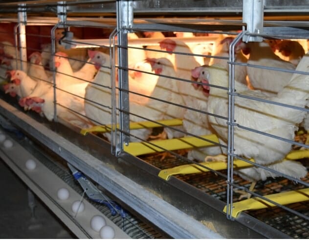 Chickens in Techo Enriched System