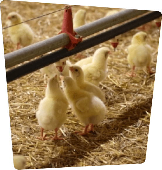Chicks feeding