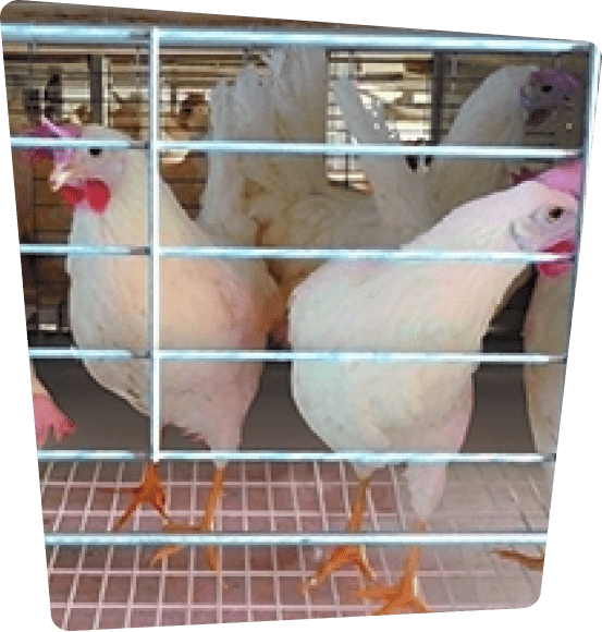 Chickens in crate