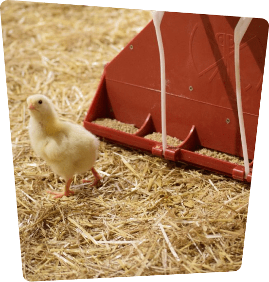 Chick exploring hay