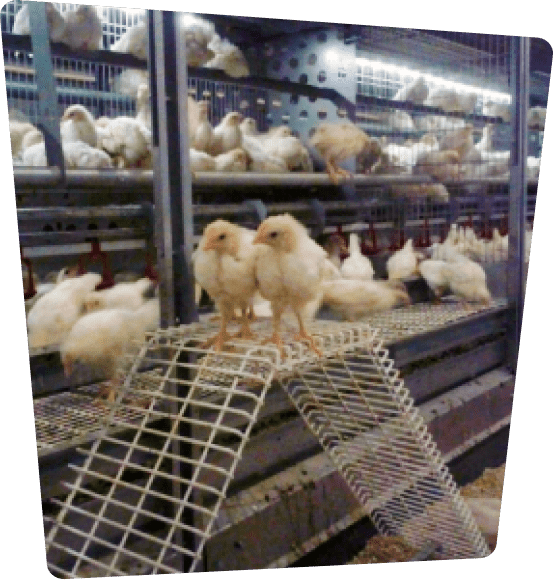 Young chickens and chicks on multiple levels